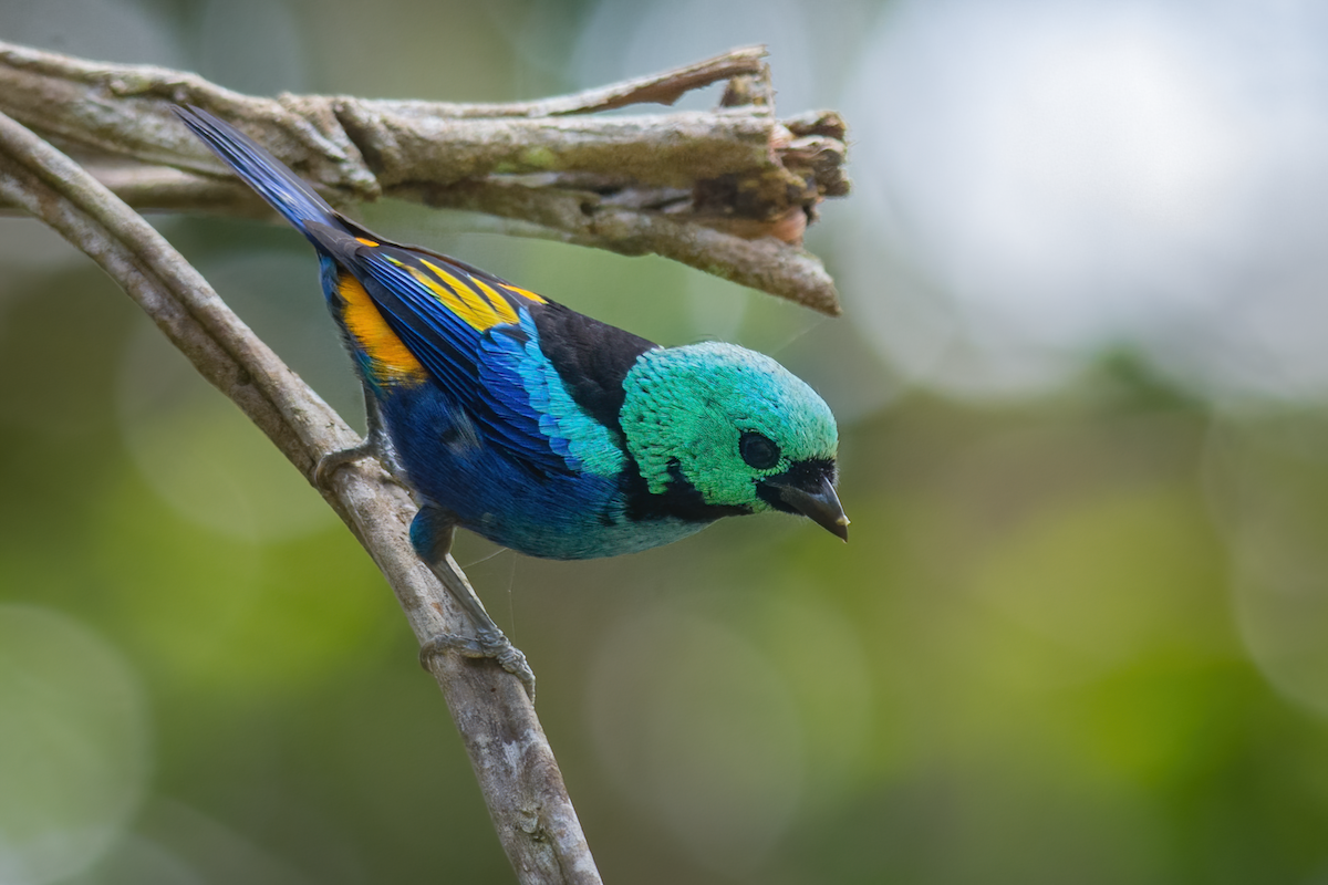 Seven-colored Tanager - ML383139191