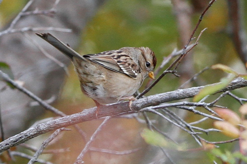 White-crowned Sparrow - ML383139351