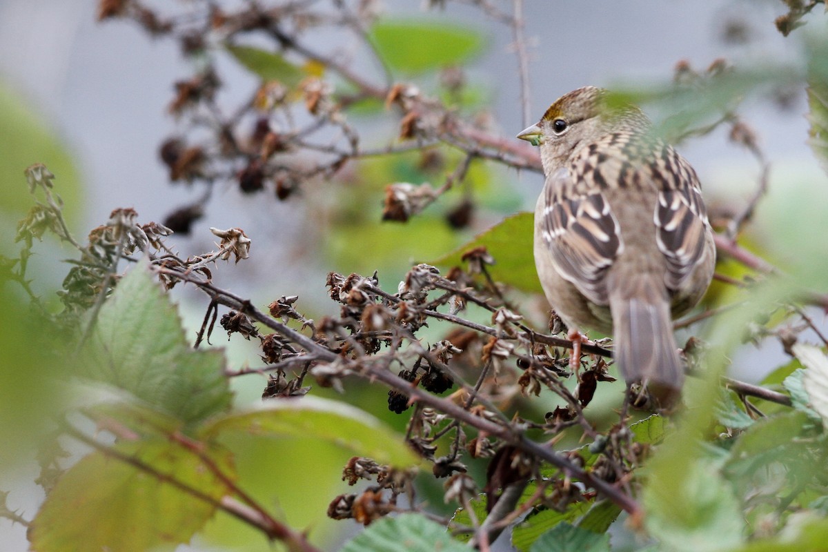 Golden-crowned Sparrow - ML383139371