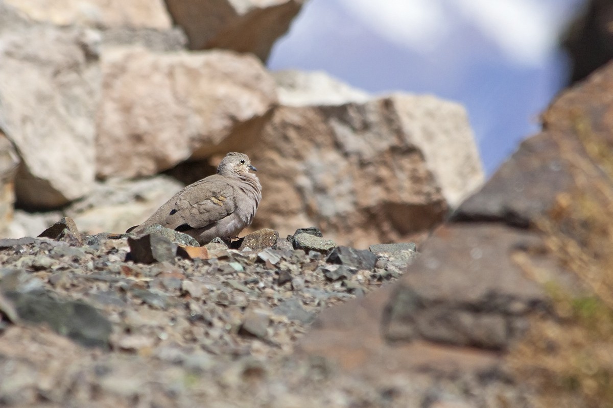 Golden-spotted Ground Dove - Valentín González Feltrup