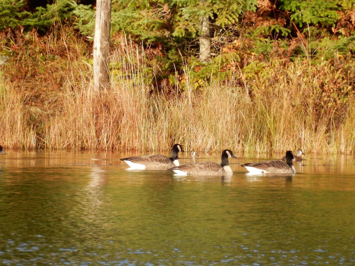 環頸潛鴨 - ML383139391