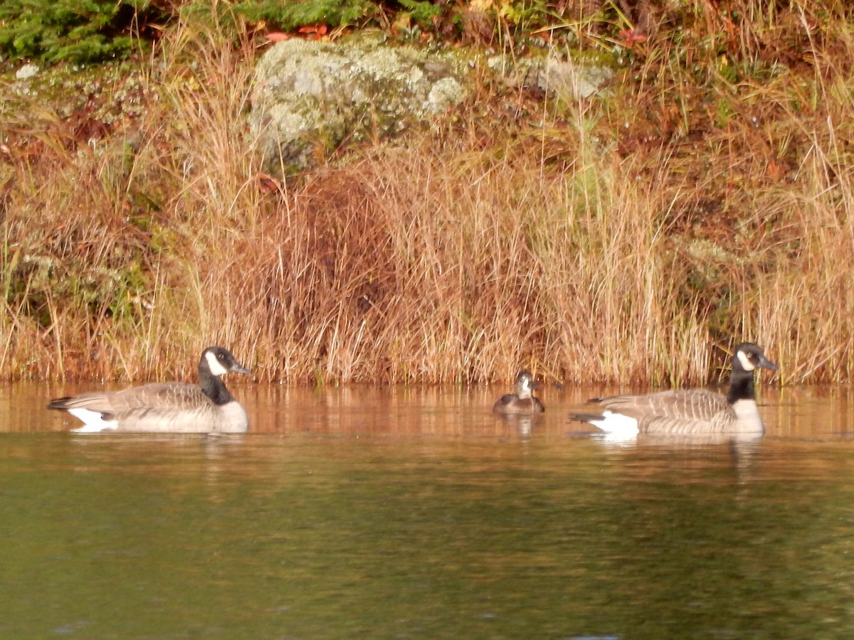 環頸潛鴨 - ML383139411