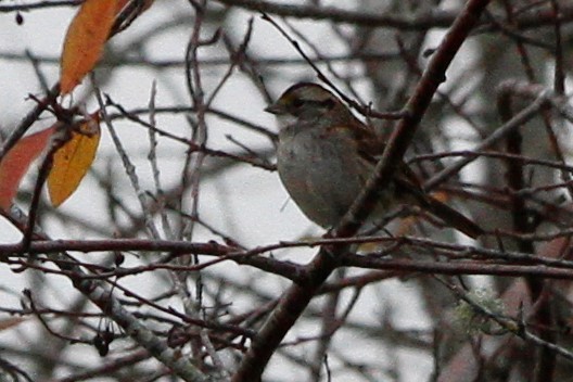 White-throated Sparrow - ML383139431