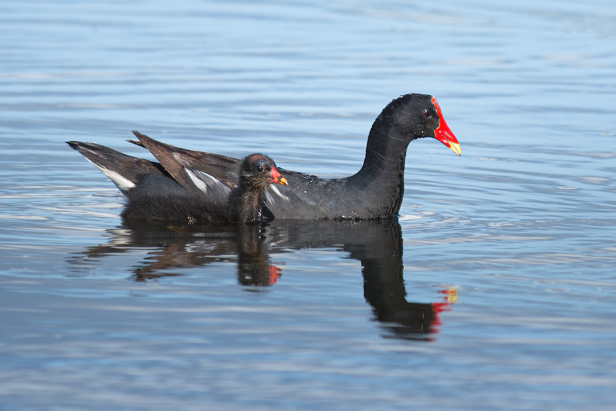 Common Gallinule - ML383139571