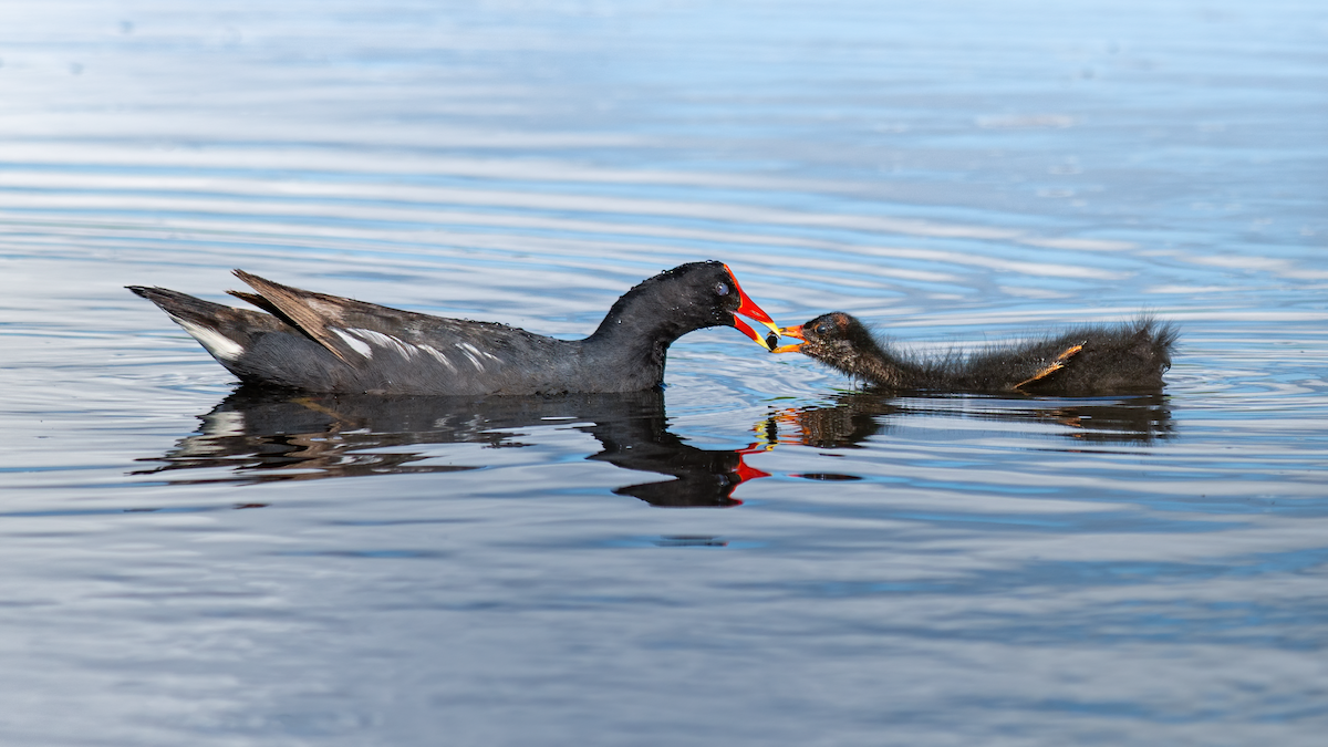 Common Gallinule - ML383139591