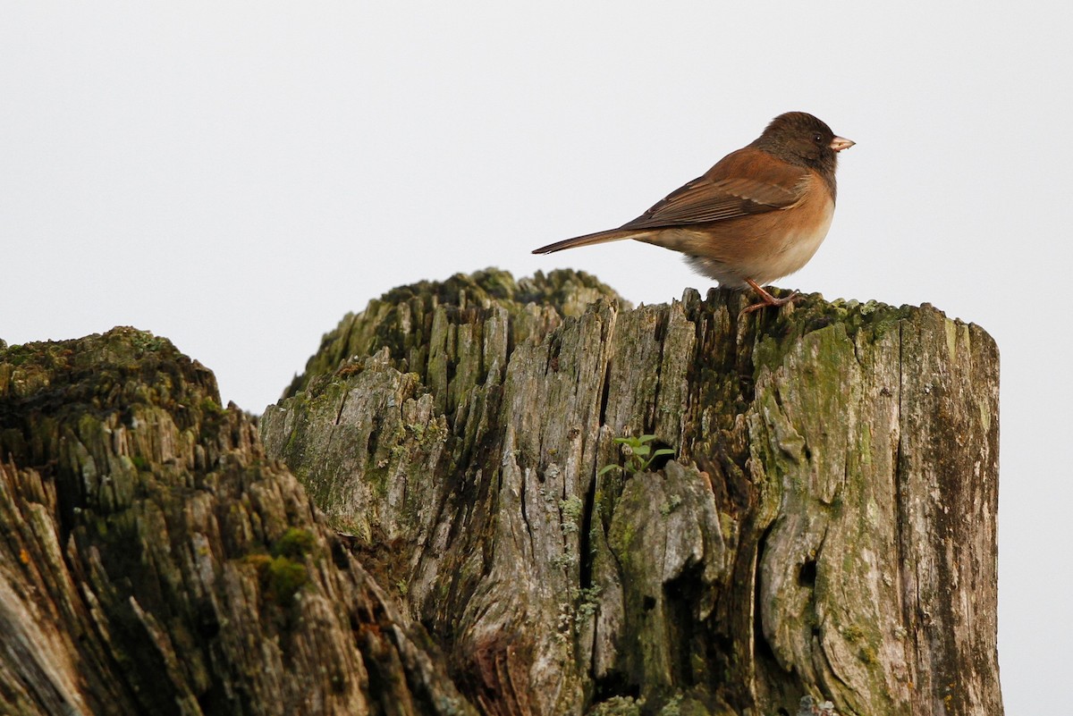 Dark-eyed Junco - ML383139651