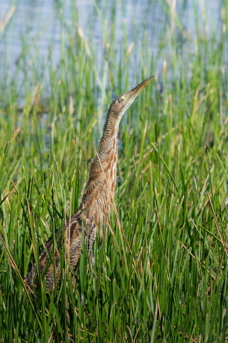 Pinnated Bittern - ML383139661