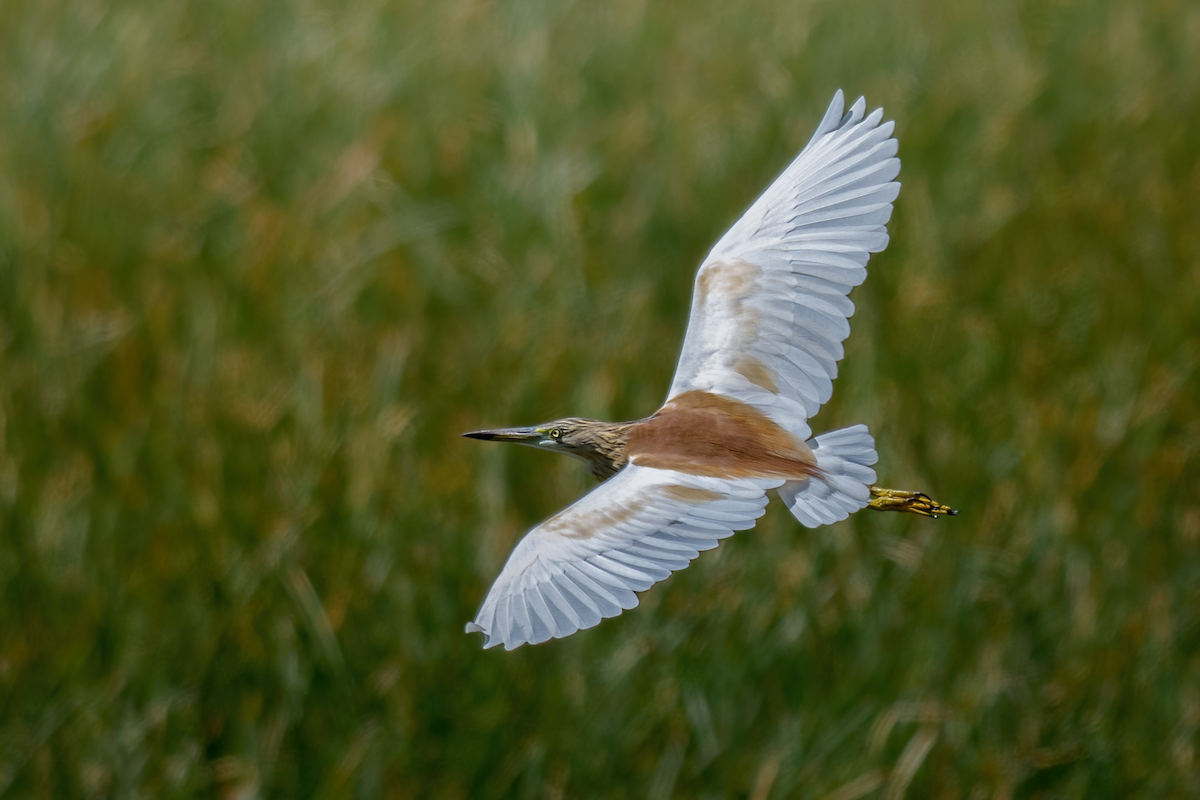 Squacco Heron - ML383139691