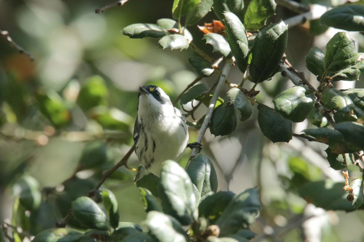 Black-throated Gray Warbler - Ryan Terrill