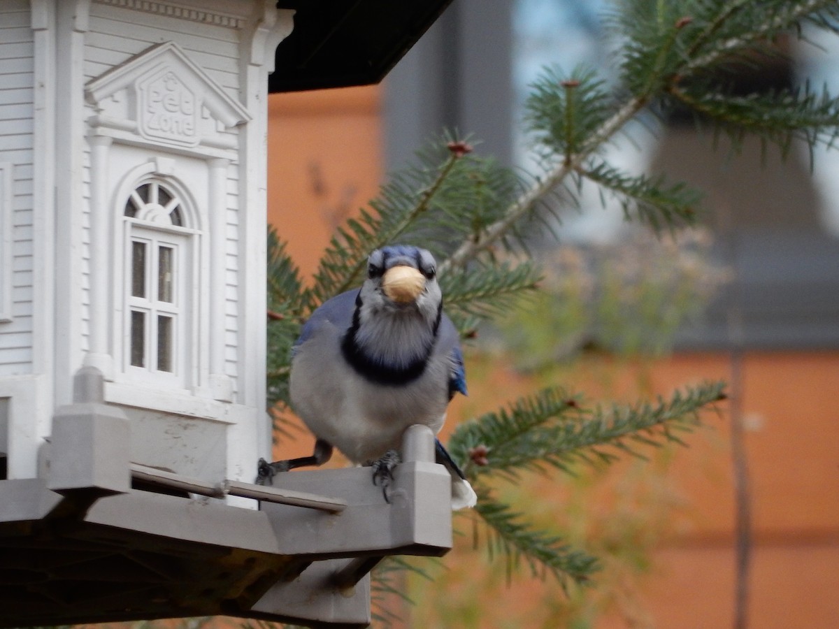 Blue Jay - ML383140861