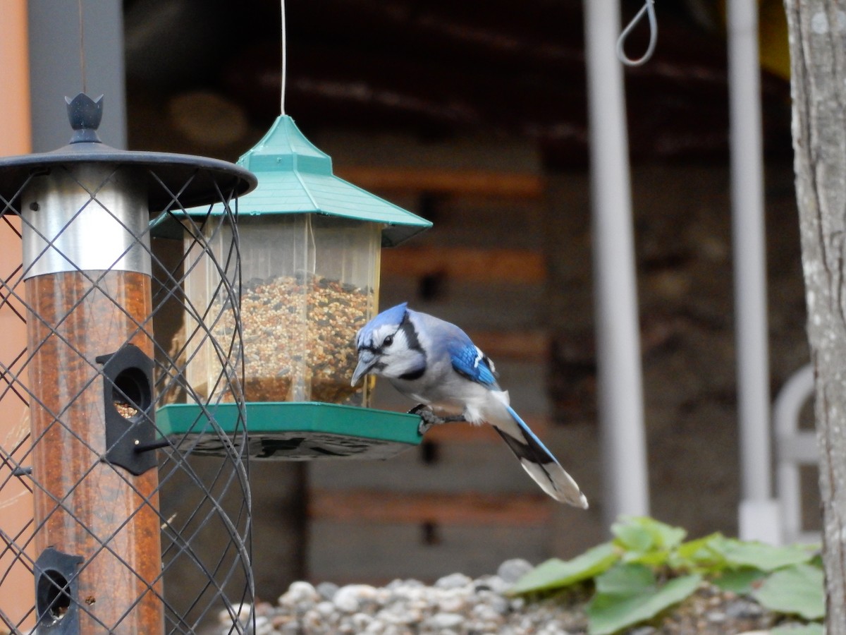 Blue Jay - ML383140891