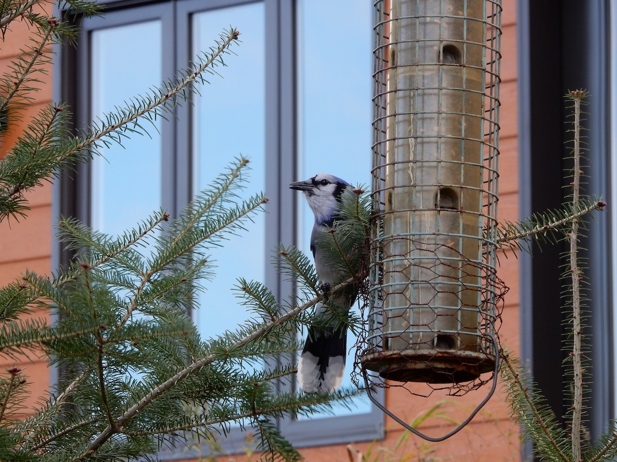 Blue Jay - ML383140931