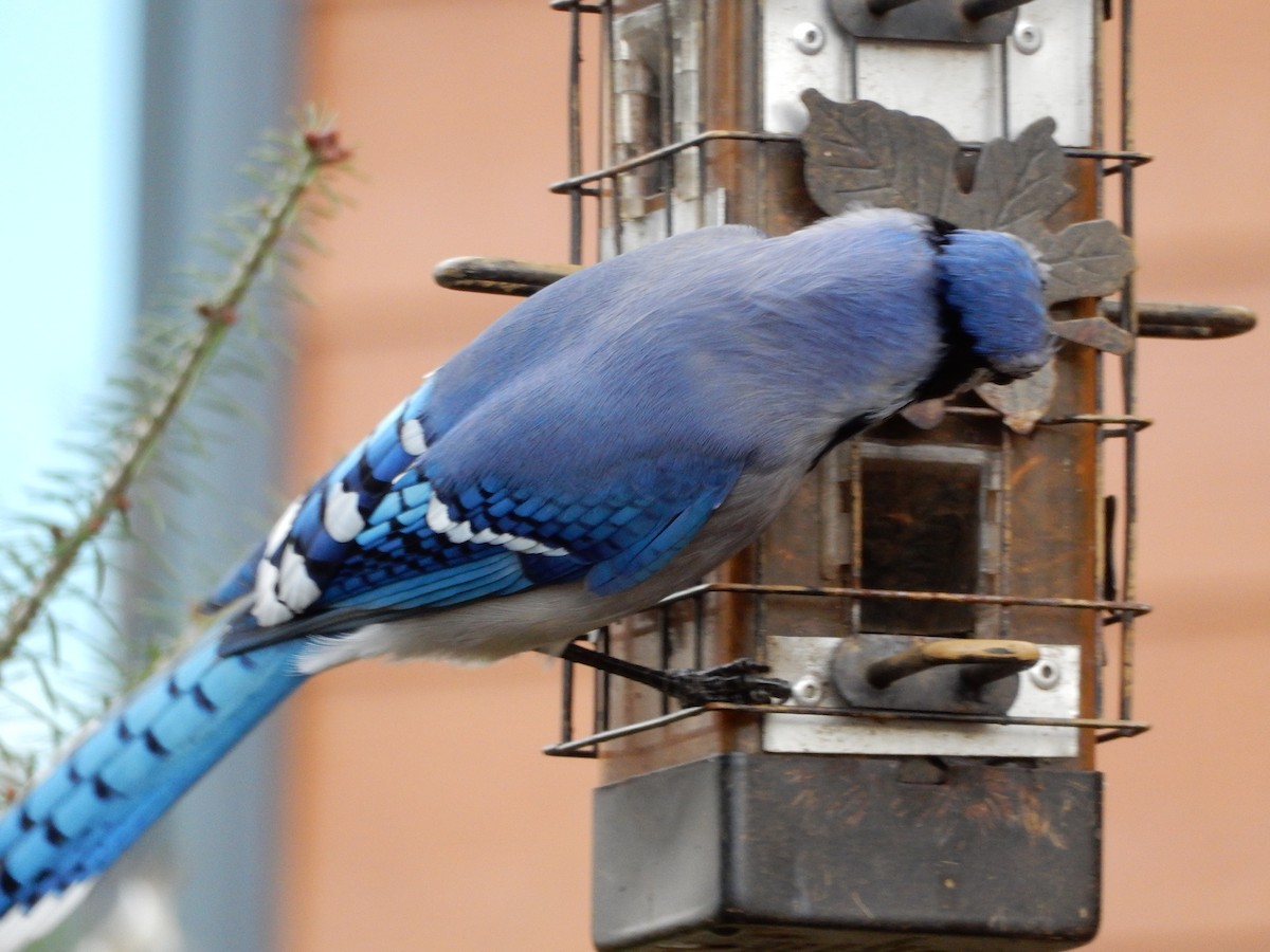 Blue Jay - ML383141061