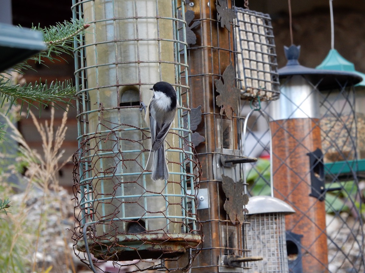 Black-capped Chickadee - ML383141081