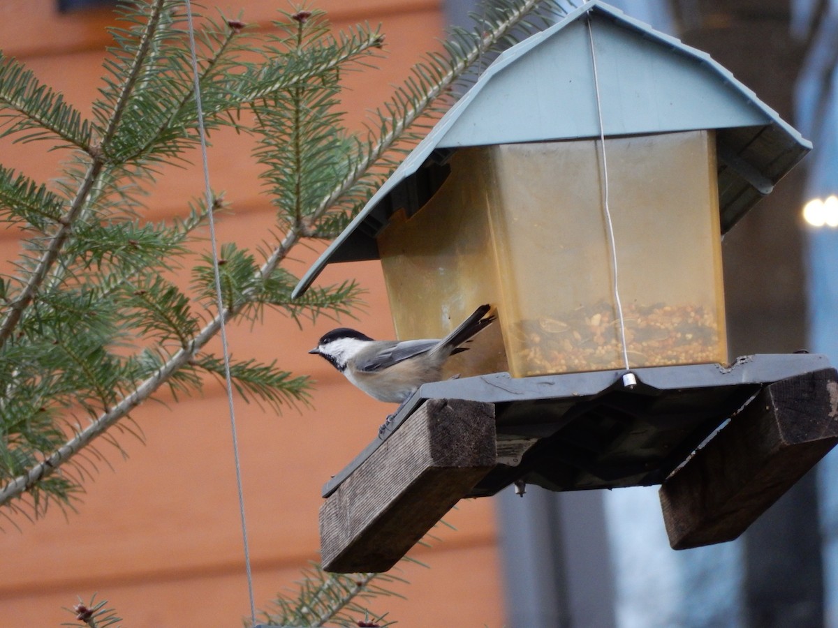 Black-capped Chickadee - ML383141141
