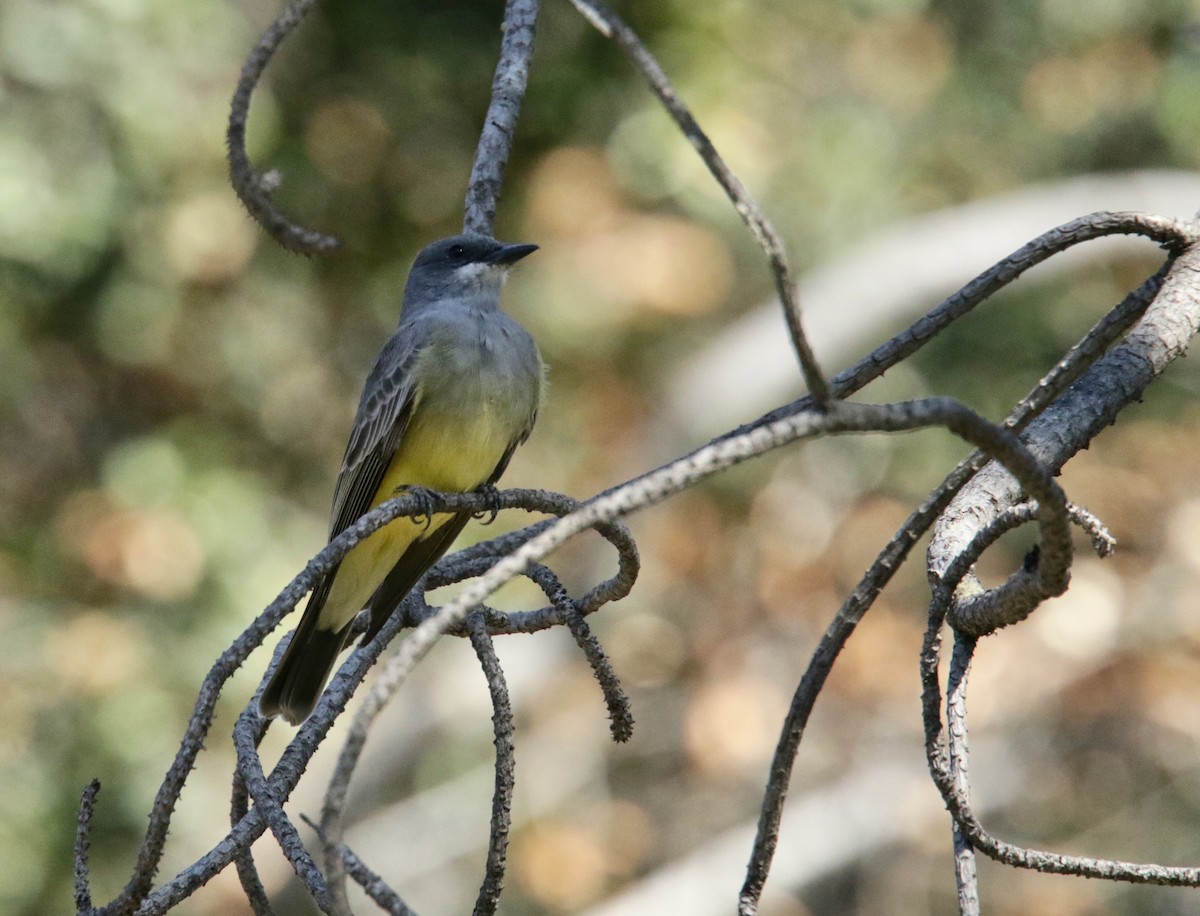 Cassin's Kingbird - ML383141251