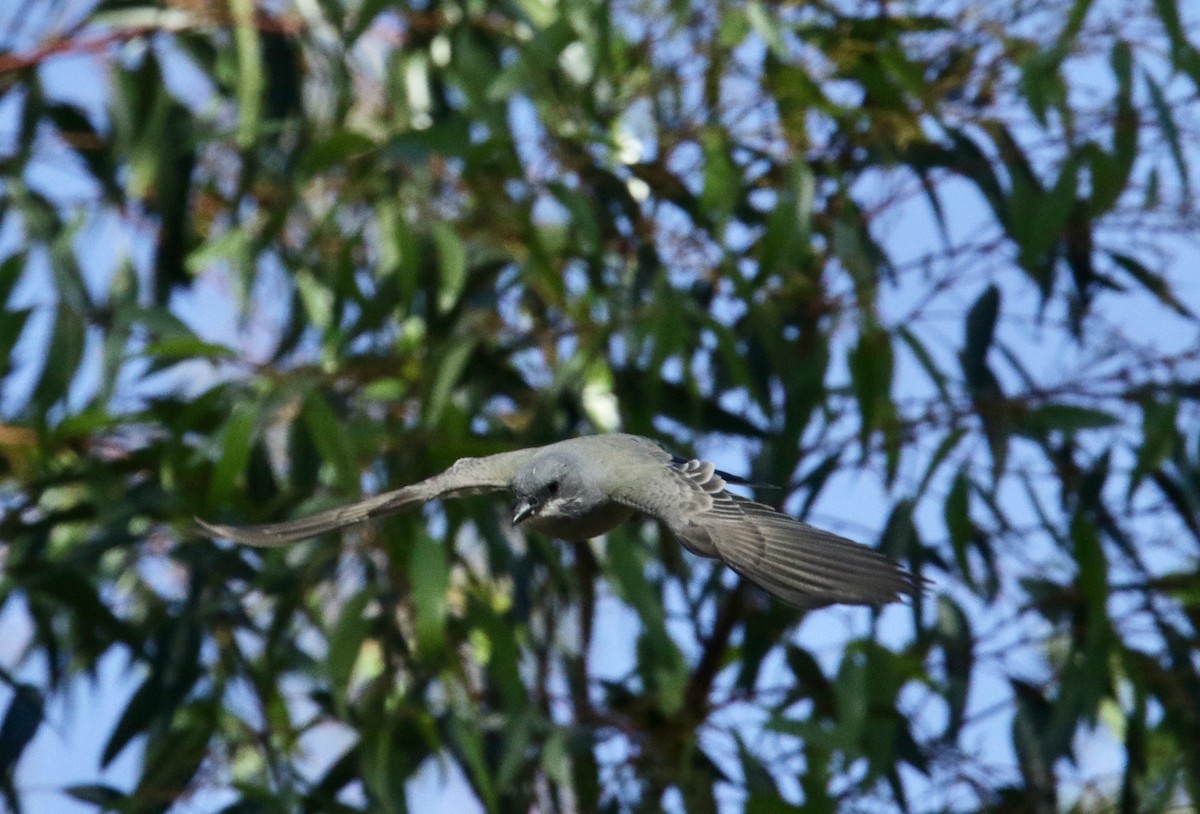 Cassin's Kingbird - ML383141261
