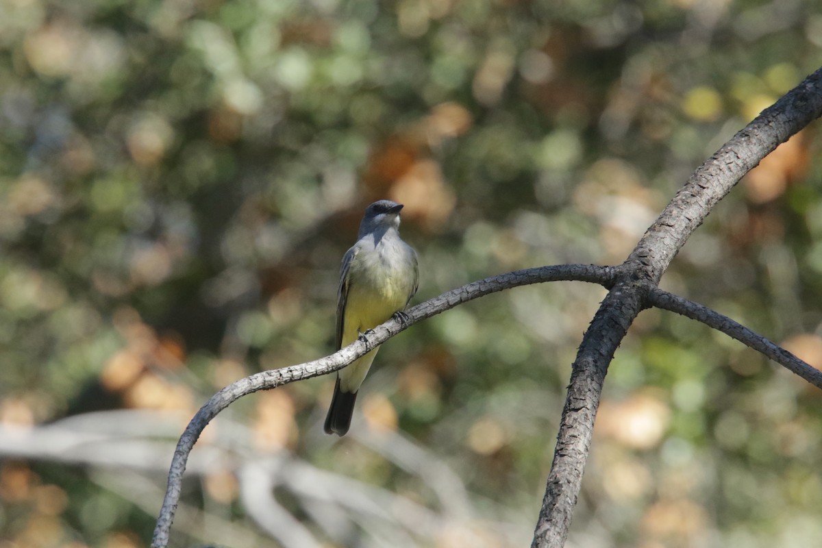 Cassin's Kingbird - ML383141281