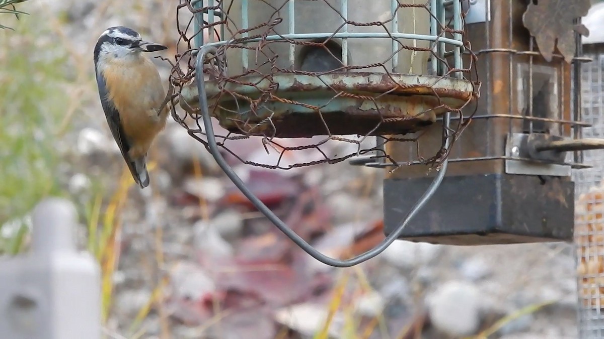 Red-breasted Nuthatch - ML383141341