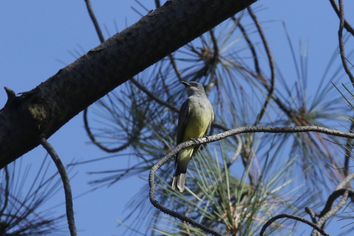Cassin's Kingbird - ML383141371