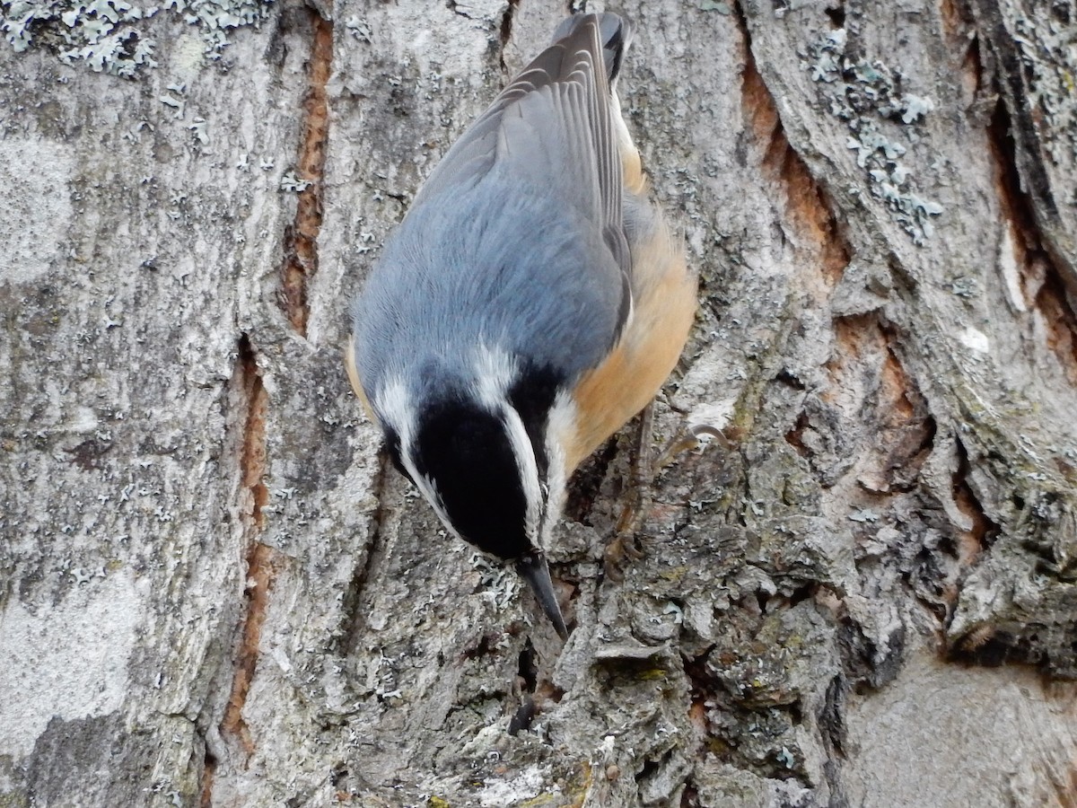 Red-breasted Nuthatch - ML383141401