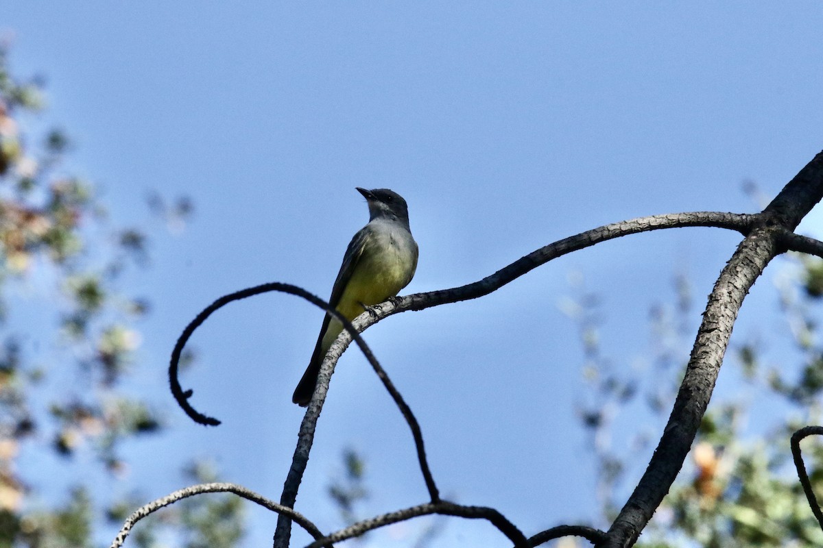 Cassin's Kingbird - ML383141441