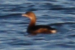 Pied-billed Grebe - ML383142241