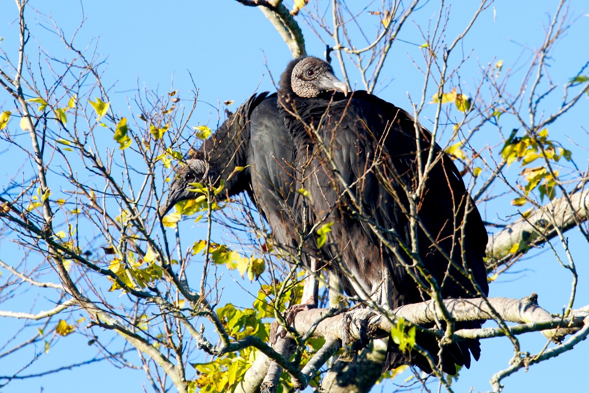 Black Vulture - ML383142371