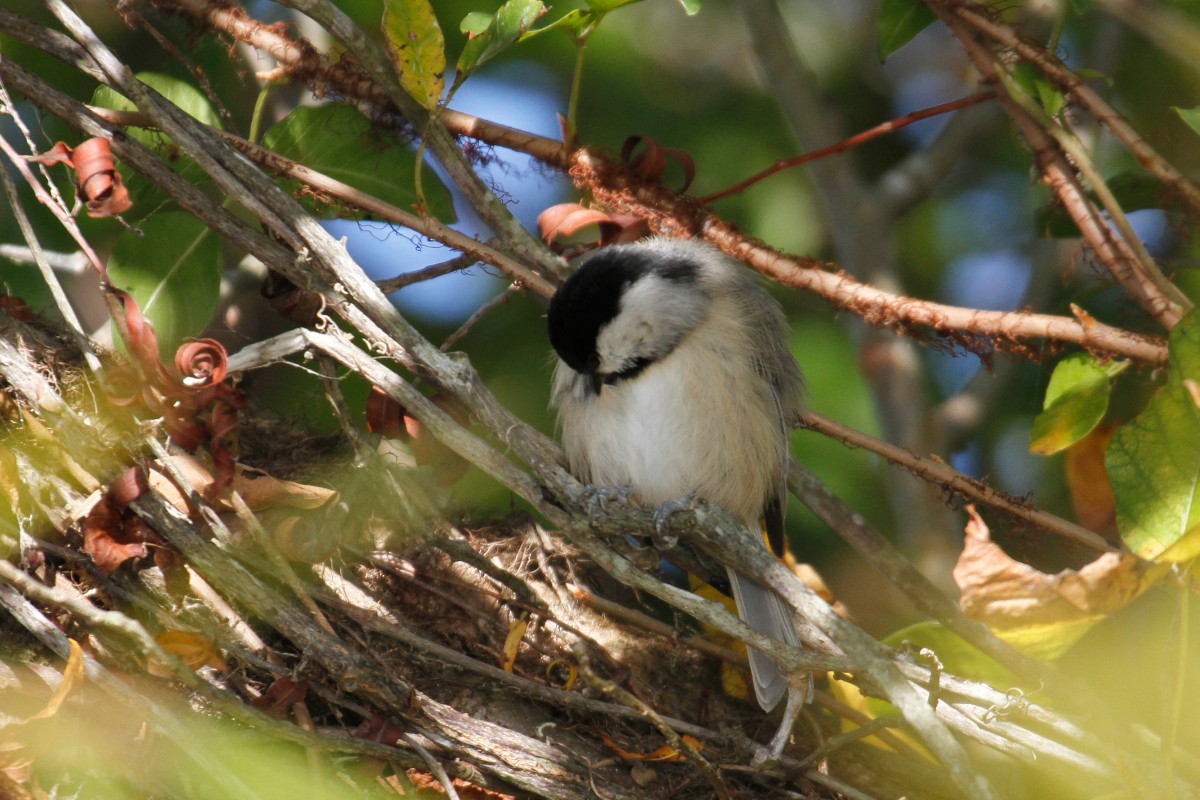 Carolina Chickadee - ML383142541