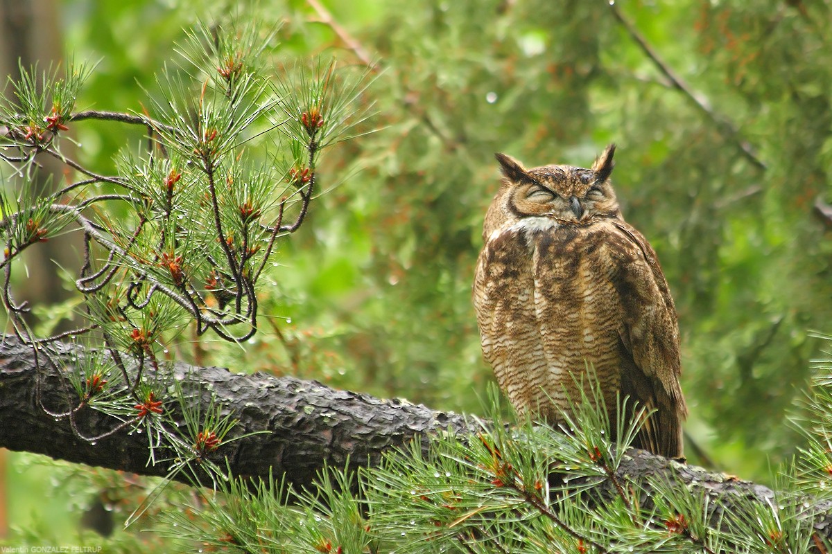 Lesser Horned Owl - ML383143341