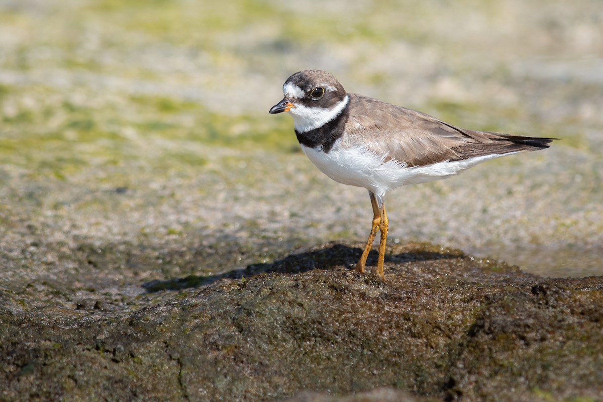 Semipalmated Plover - ML383143821