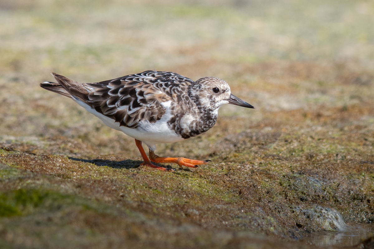Ruddy Turnstone - ML383143881