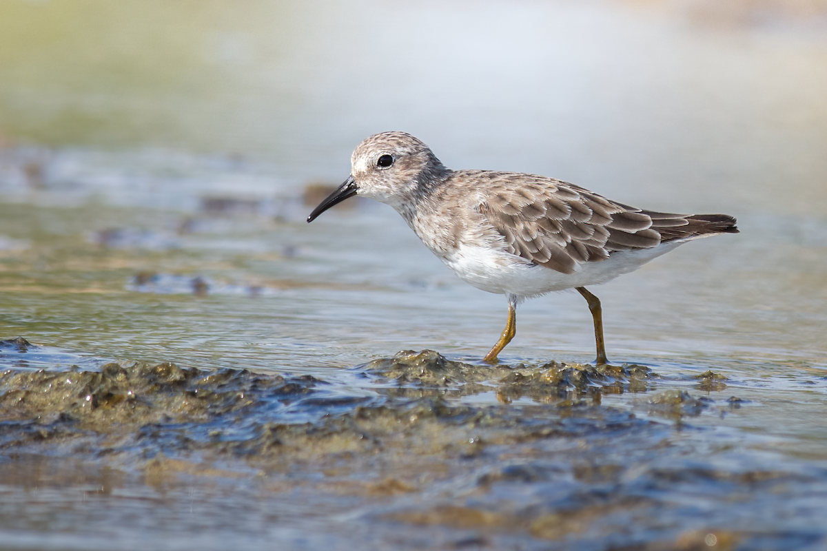 Least Sandpiper - ML383143931