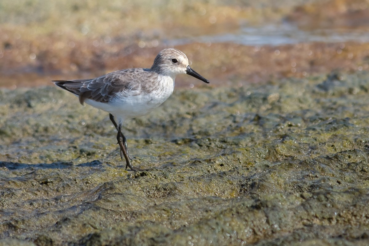Semipalmated Sandpiper - ML383144021
