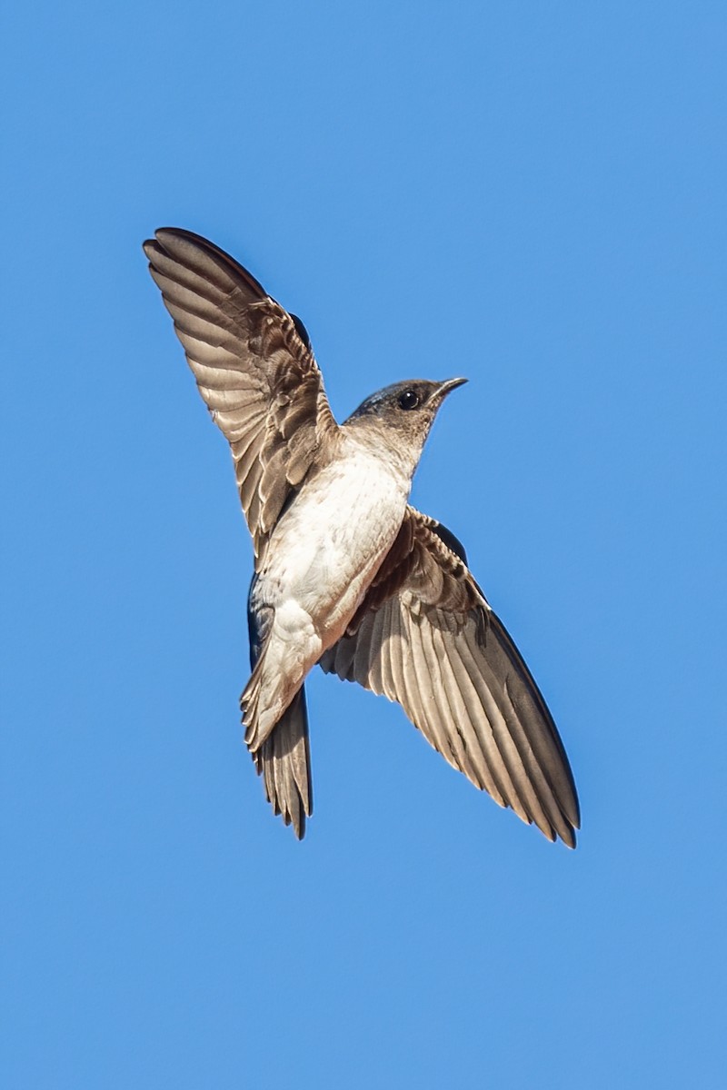 Gray-breasted Martin - ML383144091