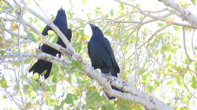 Chihuahuan Raven - ML383144691