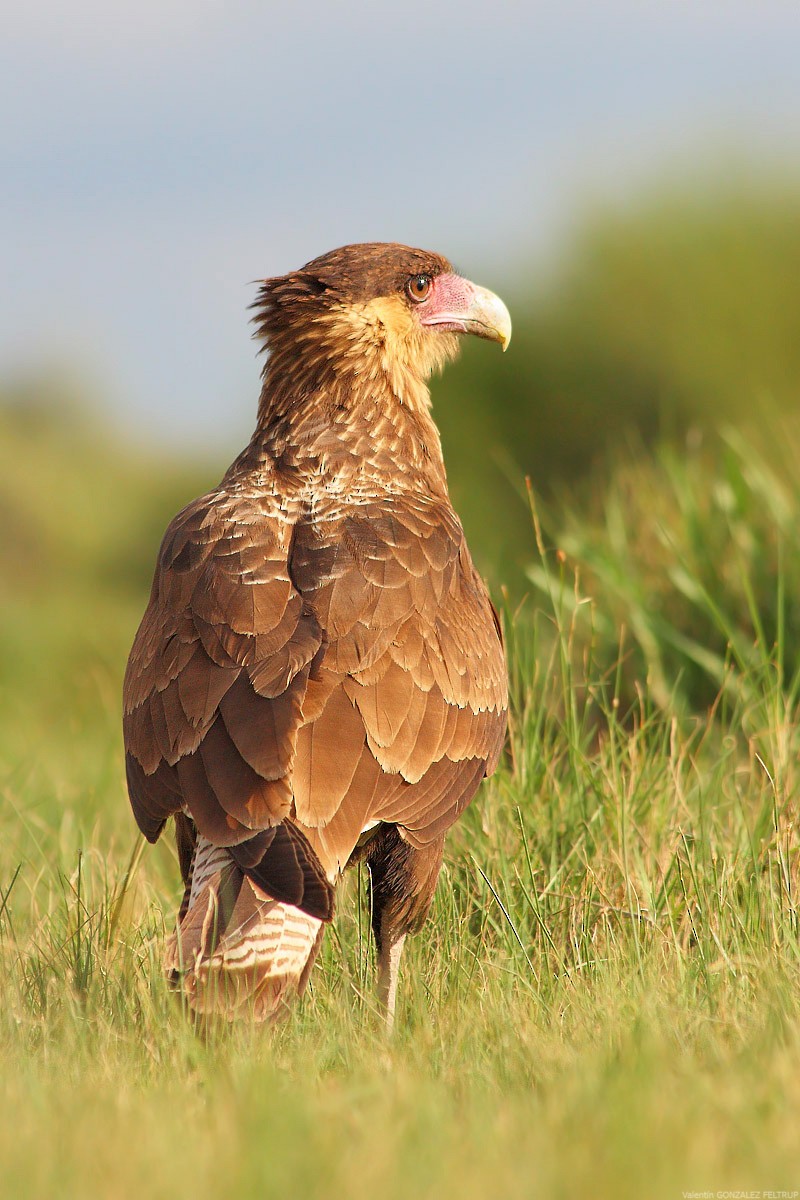 Caracara Chimango - ML383148001