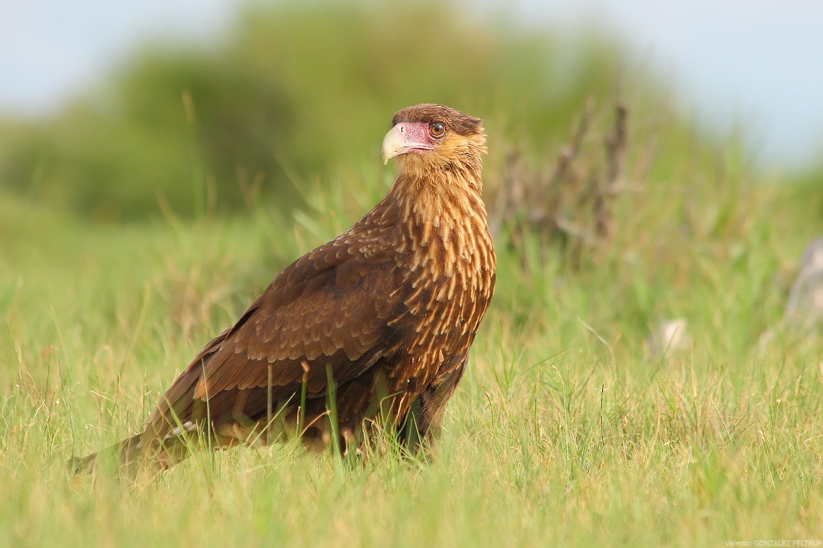 Caracara Chimango - ML383148011