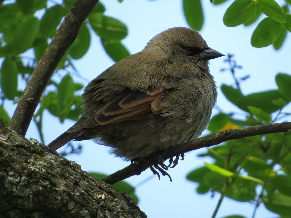Grayish Baywing - ML383148781