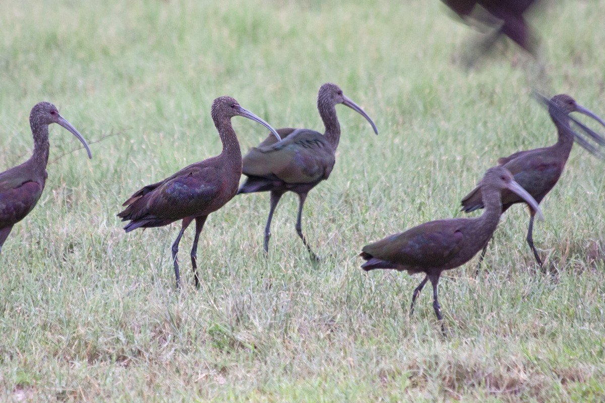 White-faced Ibis - ML383149611