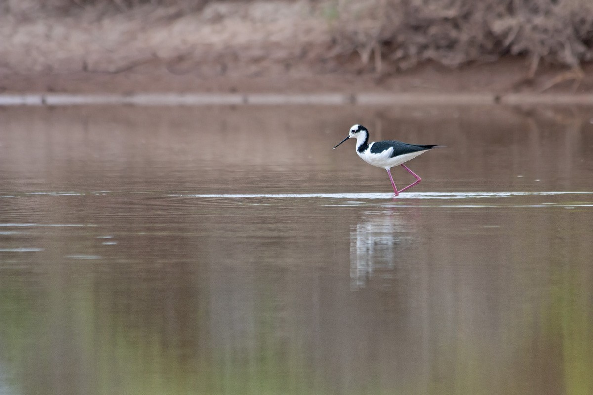 Black-necked Stilt - ML383150461