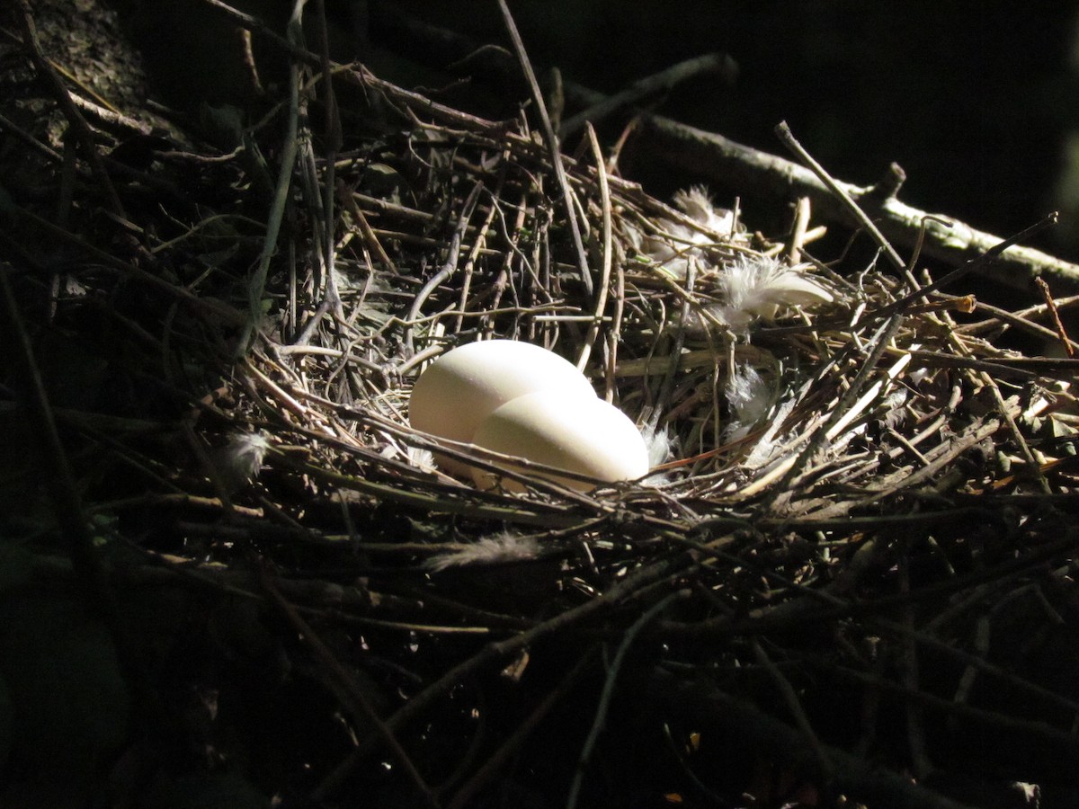 White-tipped Dove - ML383150561