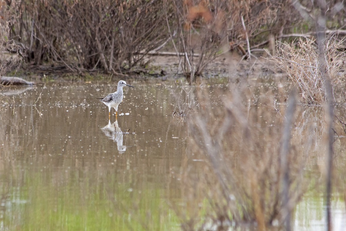 Greater Yellowlegs - ML383151391