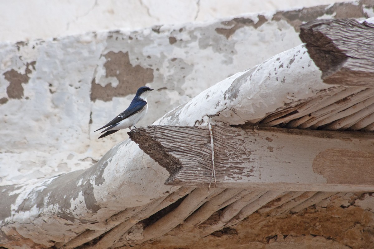 Chilean Swallow - ML383152291