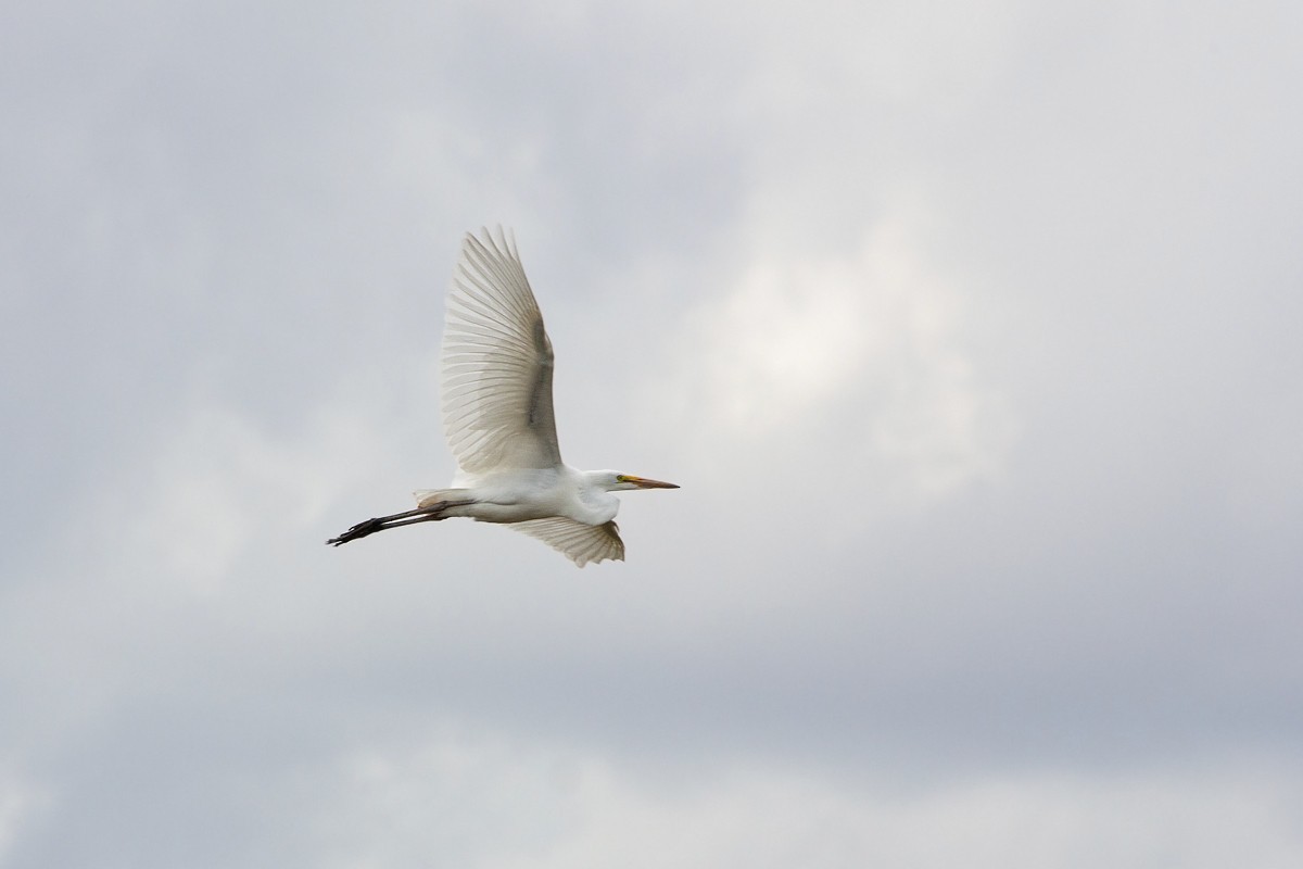 Great Egret - ML383154161