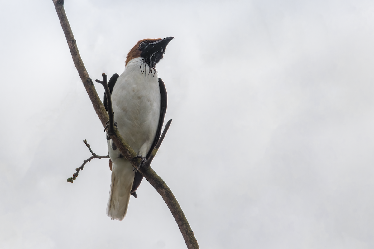 Bearded Bellbird - ML383154471