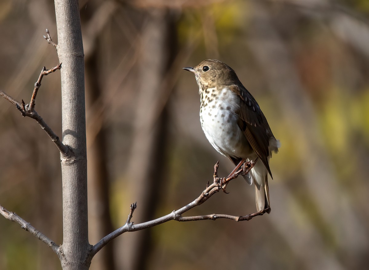 Hermit Thrush - ML383155671