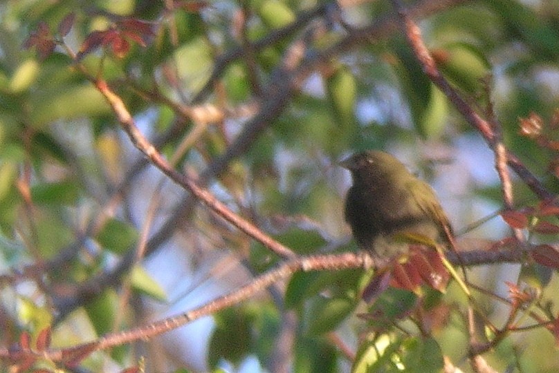 Black-faced Grassquit - ML38315691