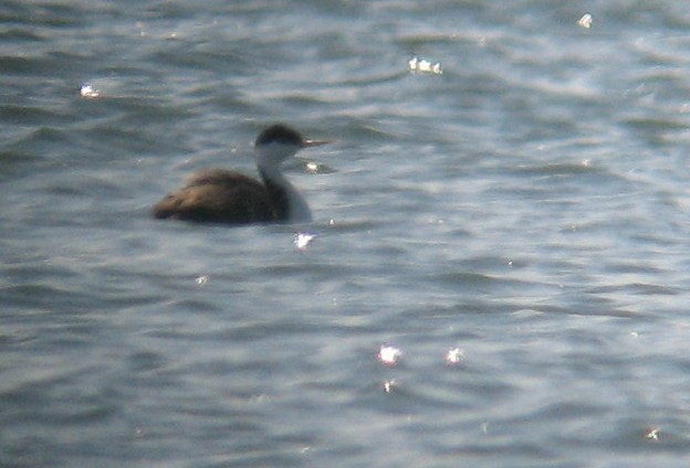 Western Grebe - ML383157421