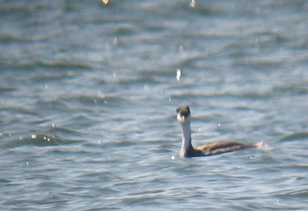 Western Grebe - ML383157441